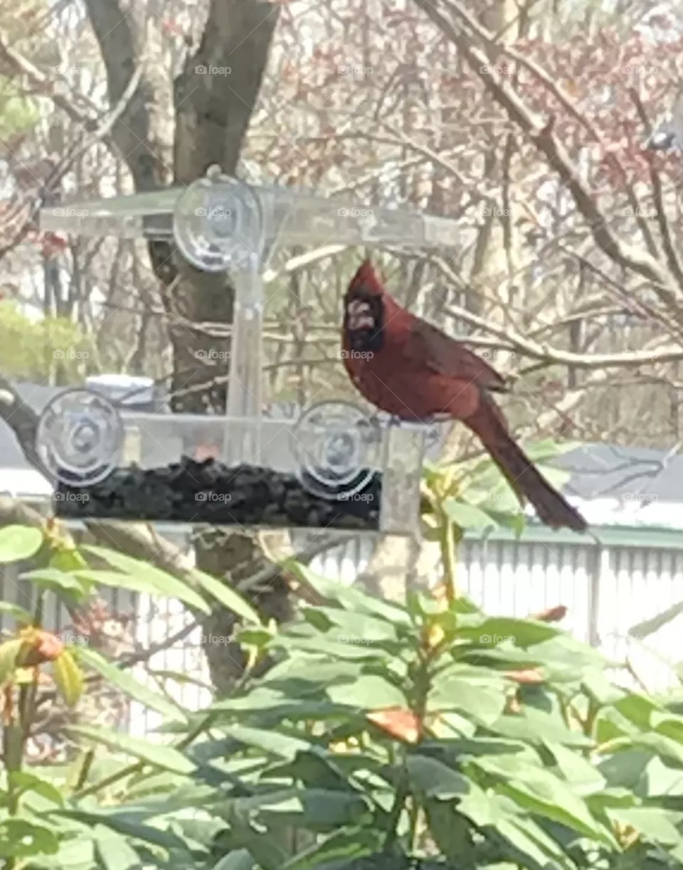Cardinal 