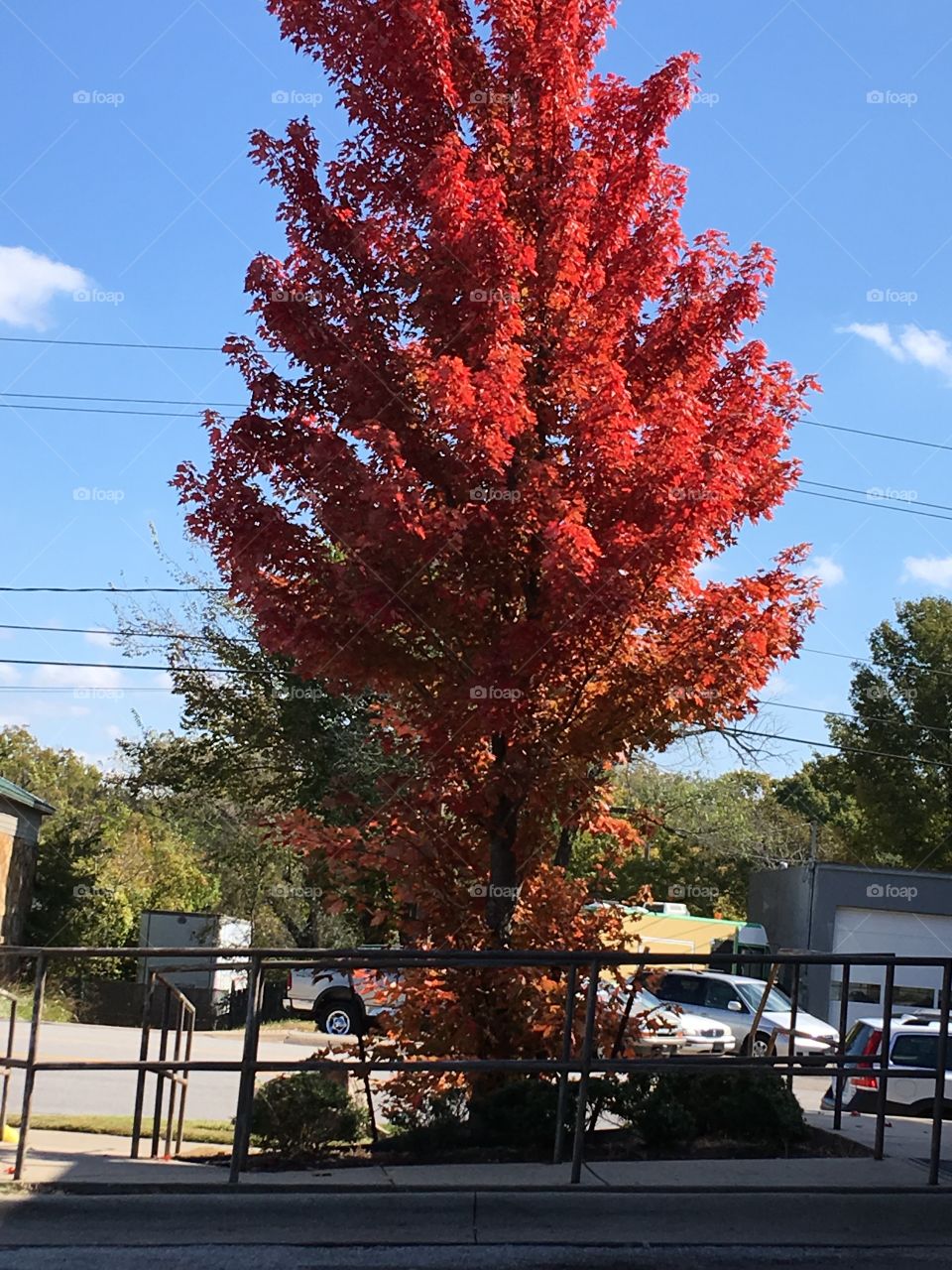 This is what fall is all about with all the vibrant colors! This tree with bright red.