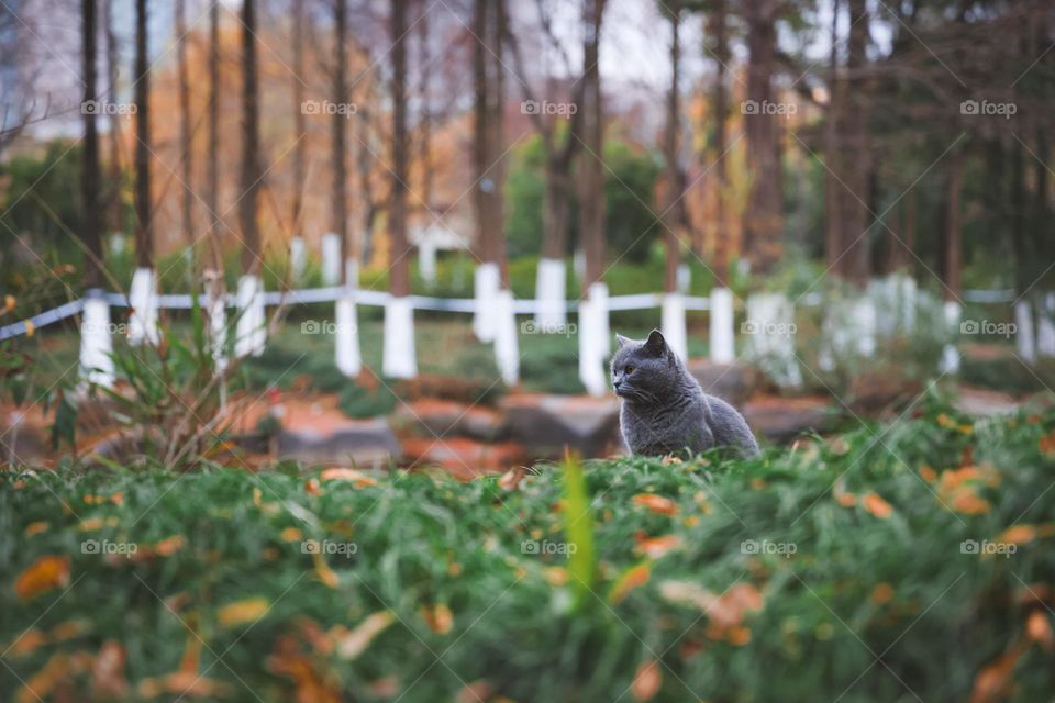 猫的秋天