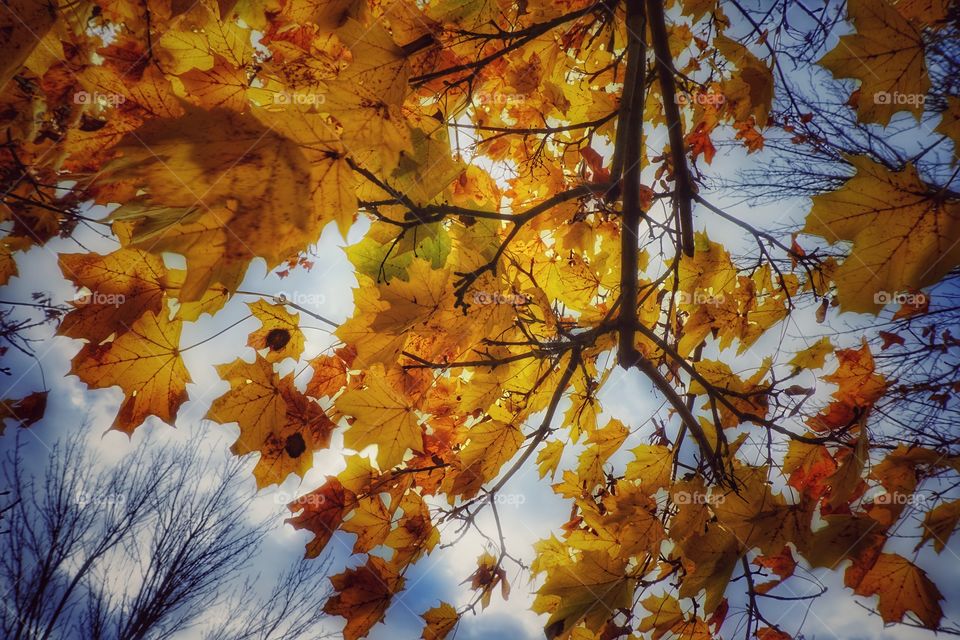 Yellow Leaves