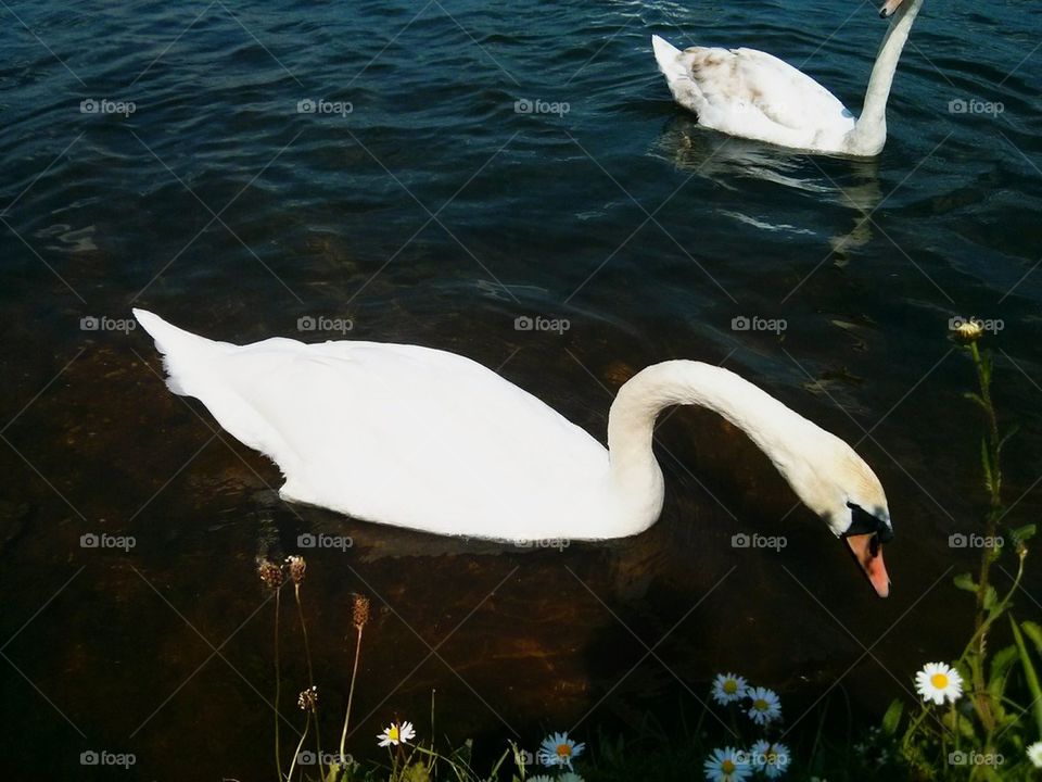 Pure White Swan