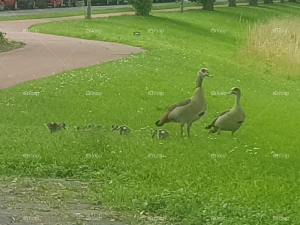 Special type of ducks with ducklings