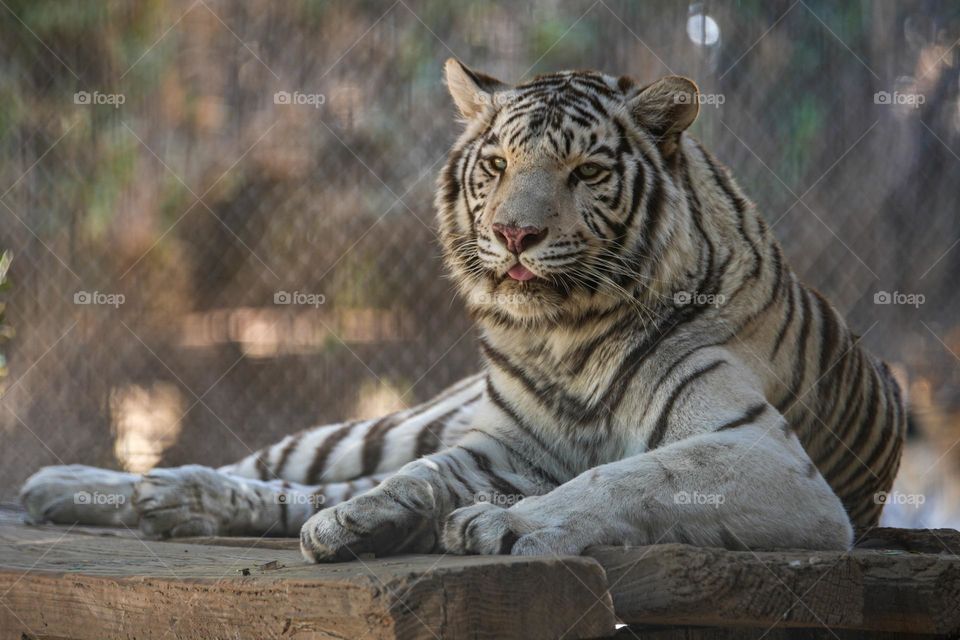A white tiger relaxes in the shade