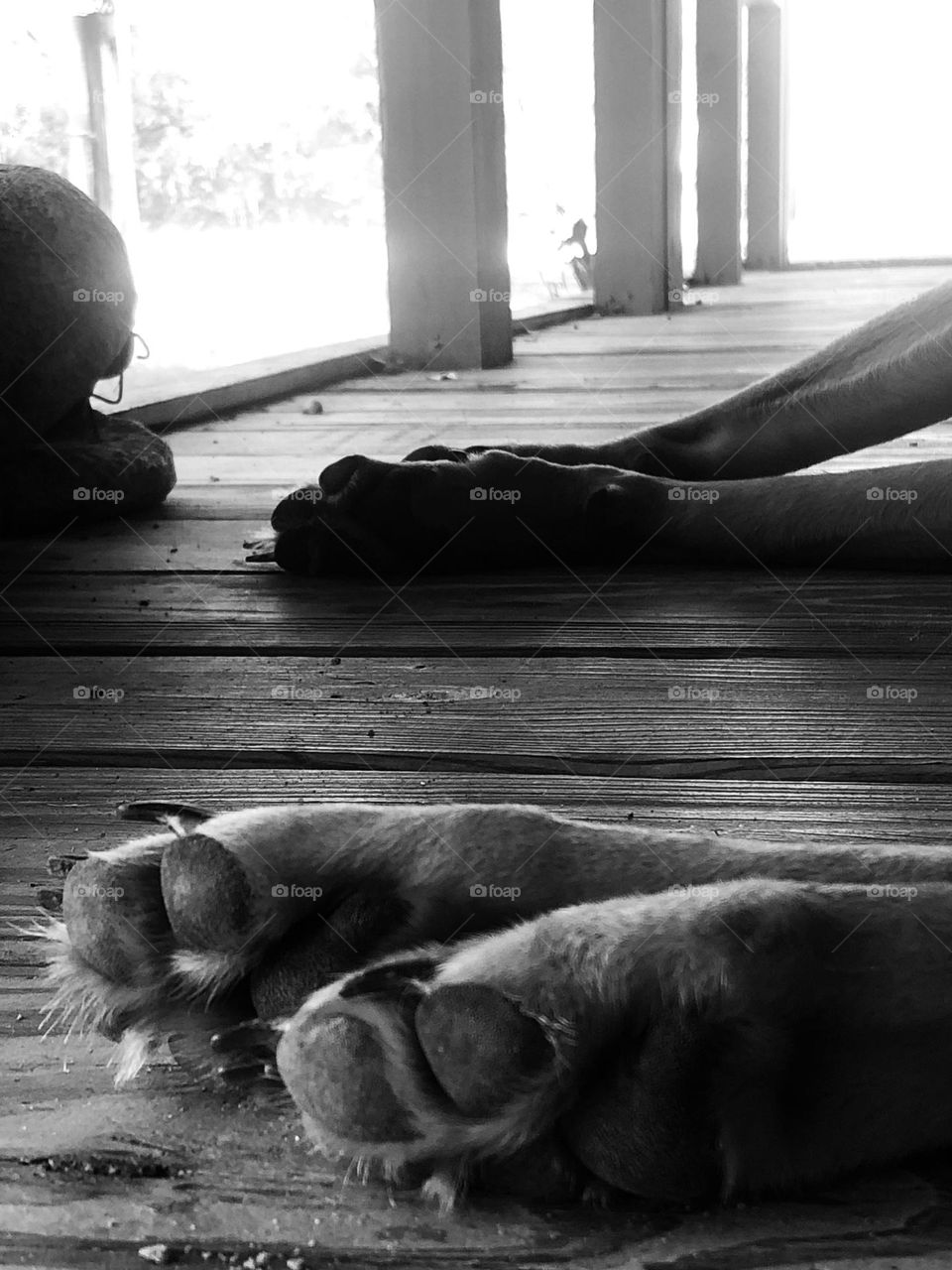 Black and white of Penny’s paws taking a snooze on the front porch on a hot spring day - from the ground up!