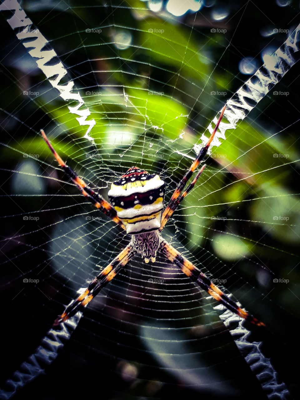 spider