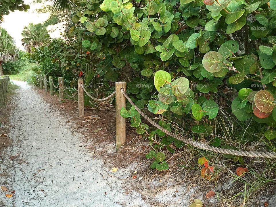 Beach trail