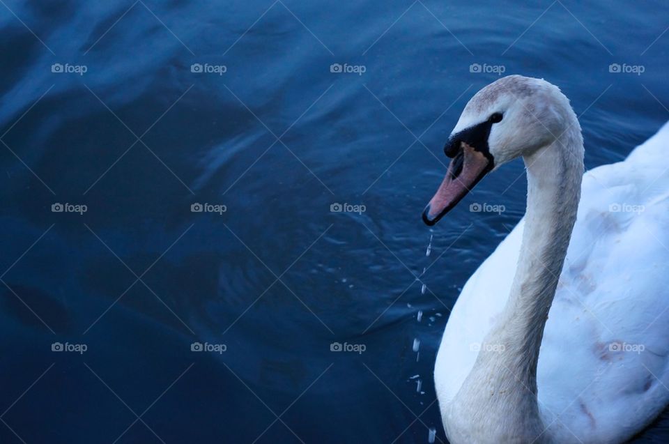 Swan 