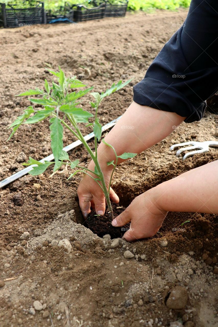 Plant Plants to Celebrate Earth Day