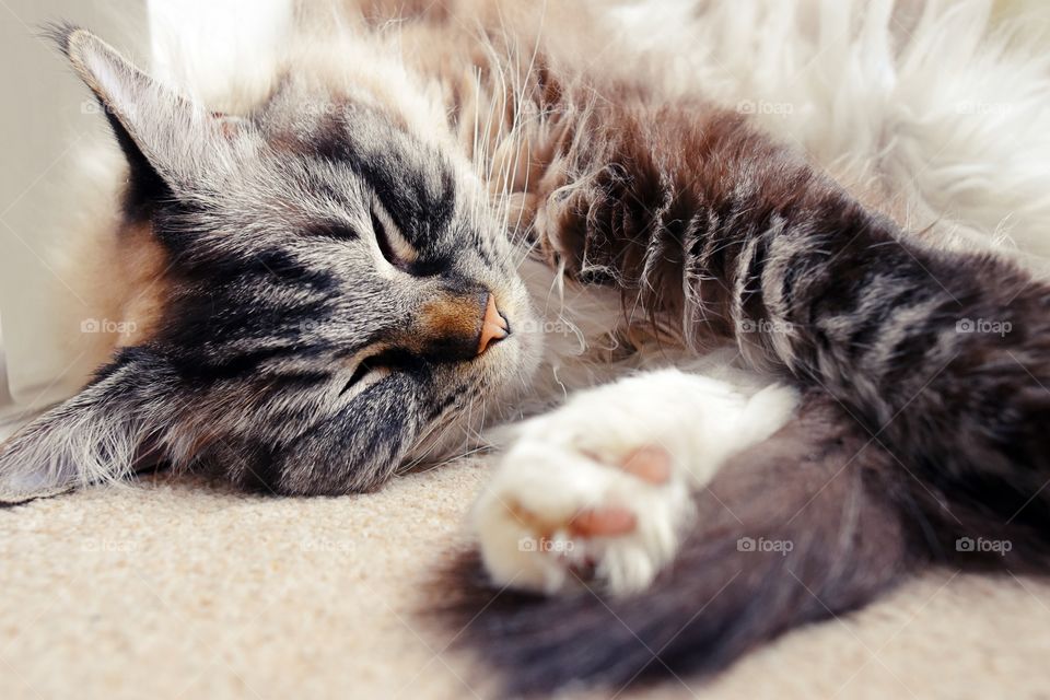 sleeping Ragdoll cat portrait.