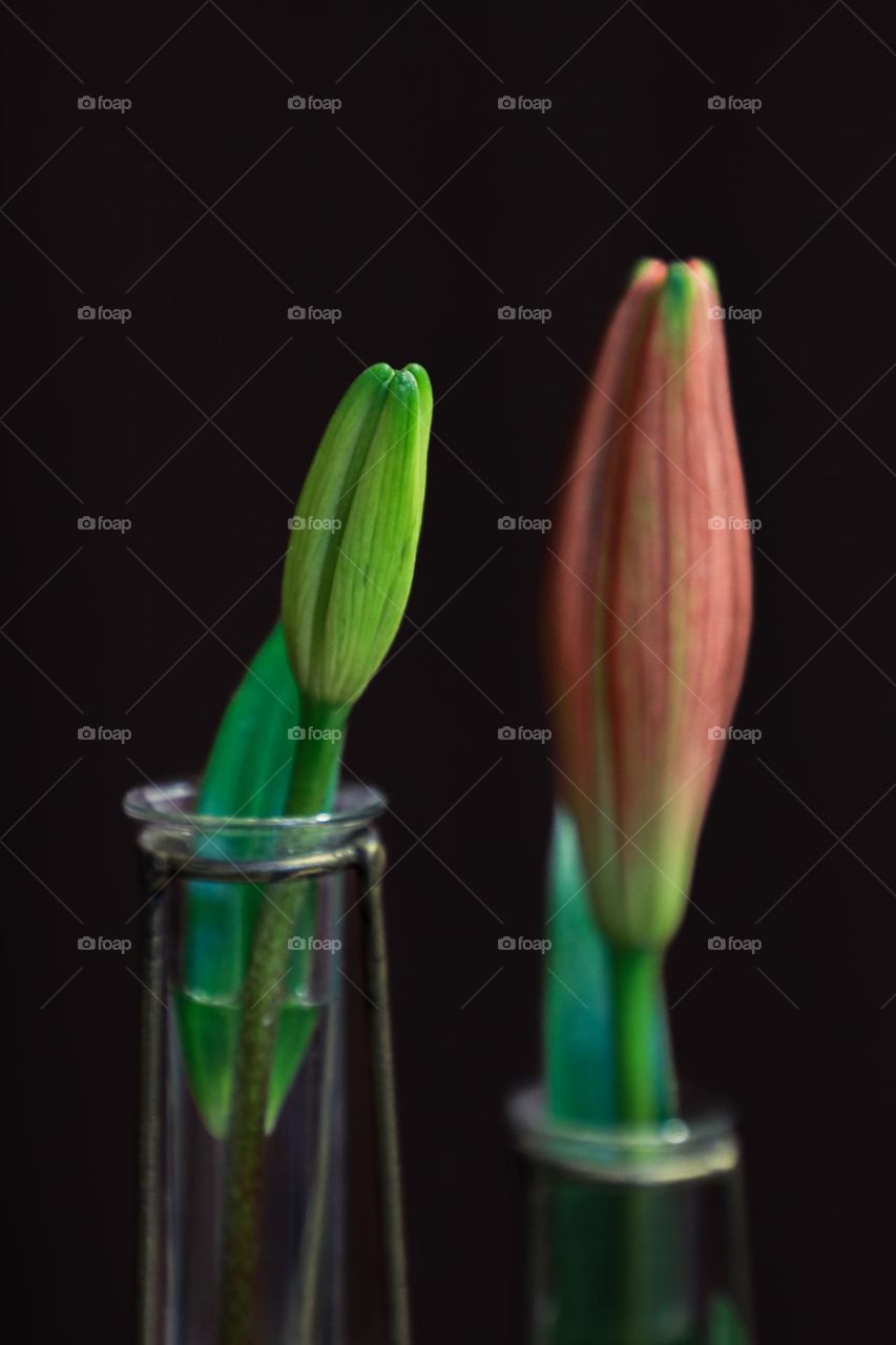 Buds of a orange lily flower