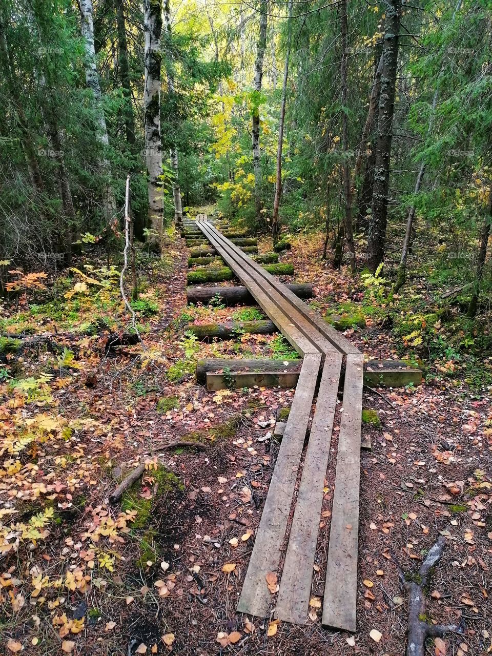 On a day trip in the Finnish forest in September.