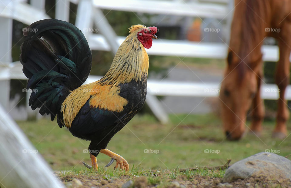 Close-up of a rooster