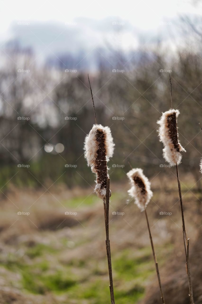 cattails