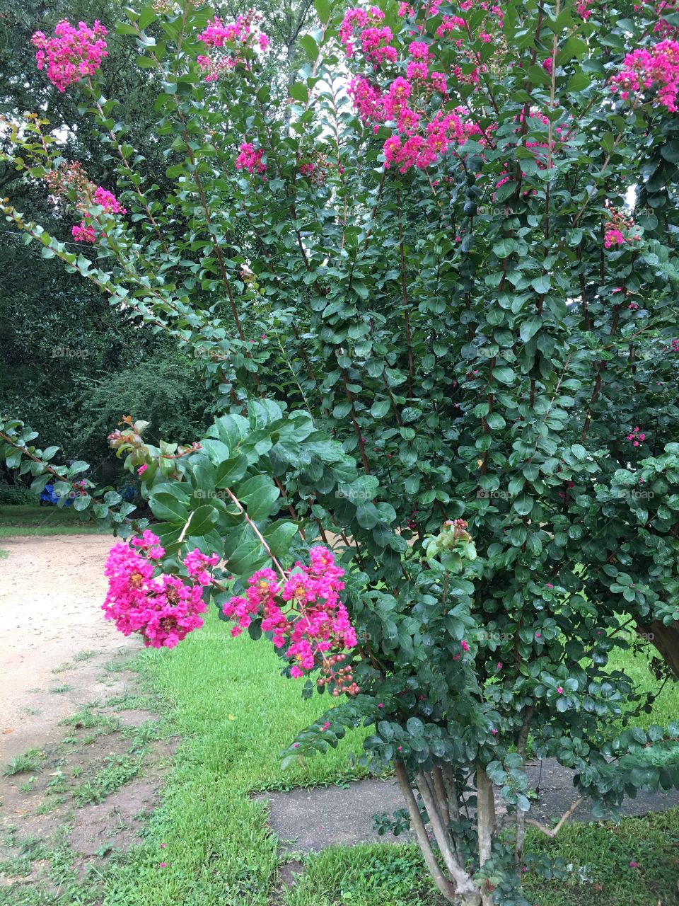 Crepe myrtle in the afternoon 