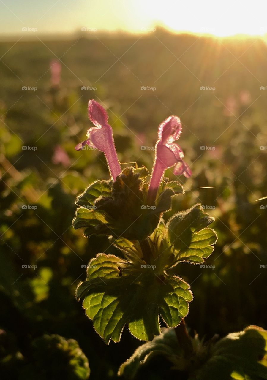 Henbit in the waining sun