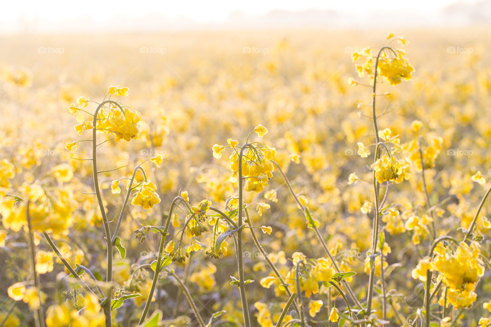 Backlit Rapeseed Field. A colourful, yellow rapeseed field that is backlit at sunrise early in the morning.