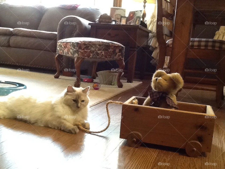 Ragdoll cat with wagon and bear