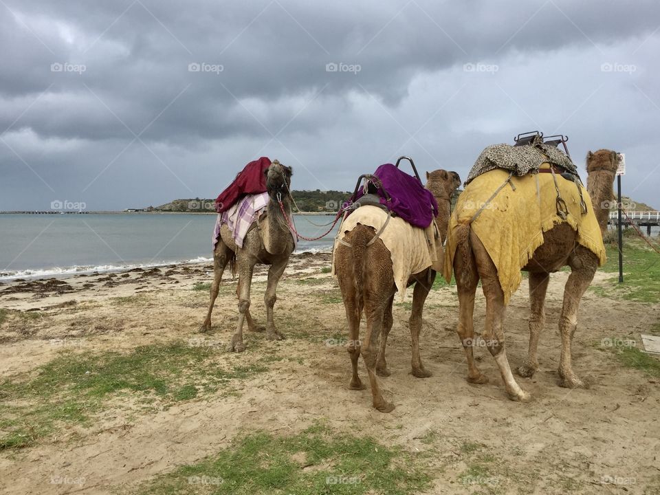 Camels