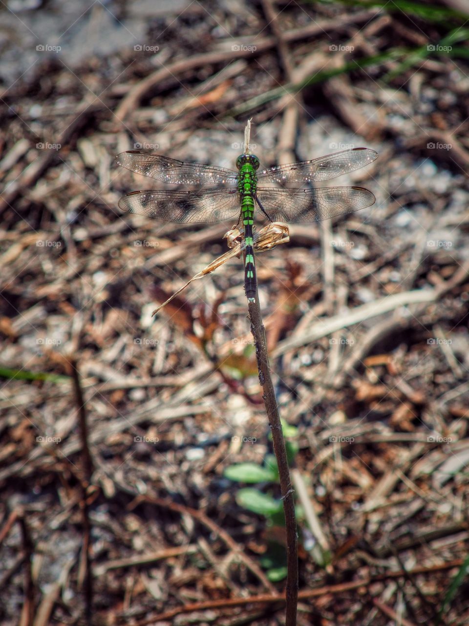 Green Dragonfly