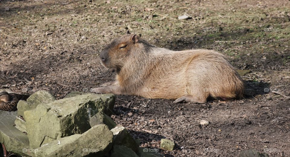 Capybara having a sunbath