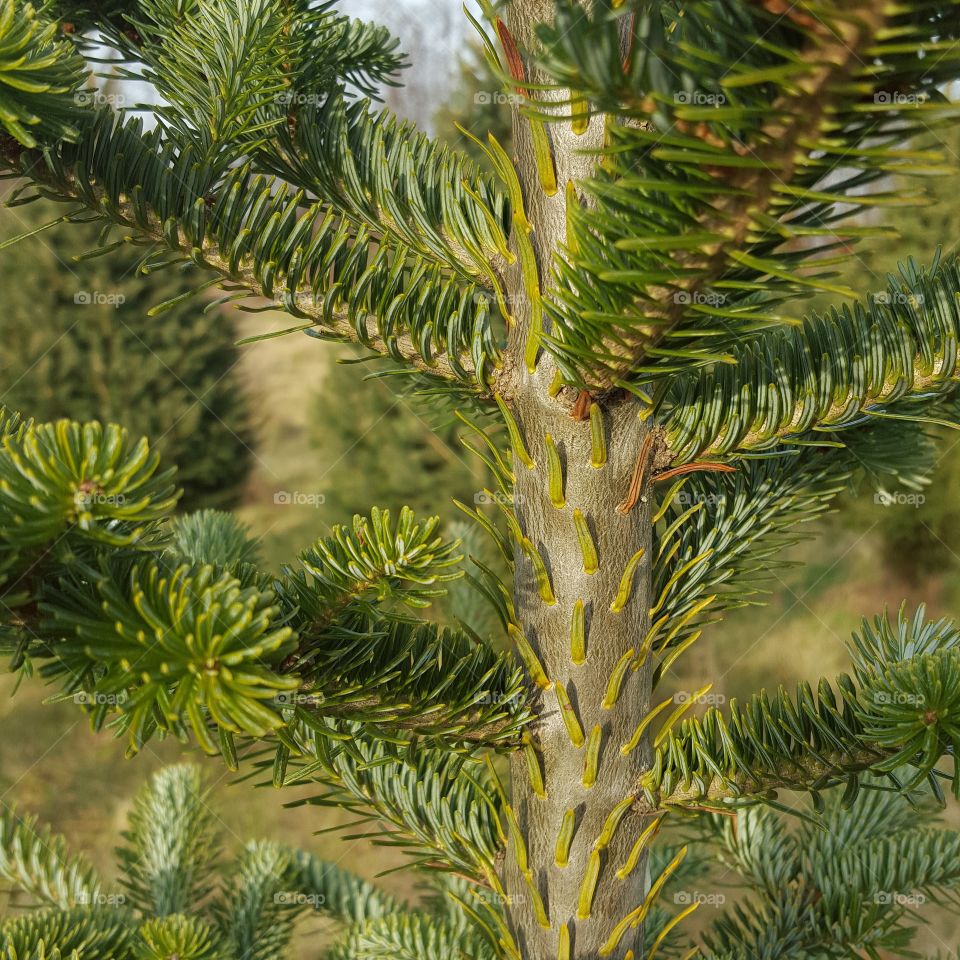pine needles