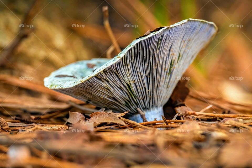 A beautiful pop of blue in the forest from a Indigo milk cap (Lactarius indigo). 