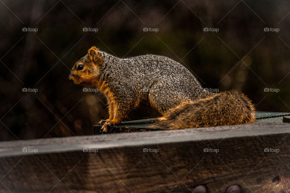 American fox squirrel 