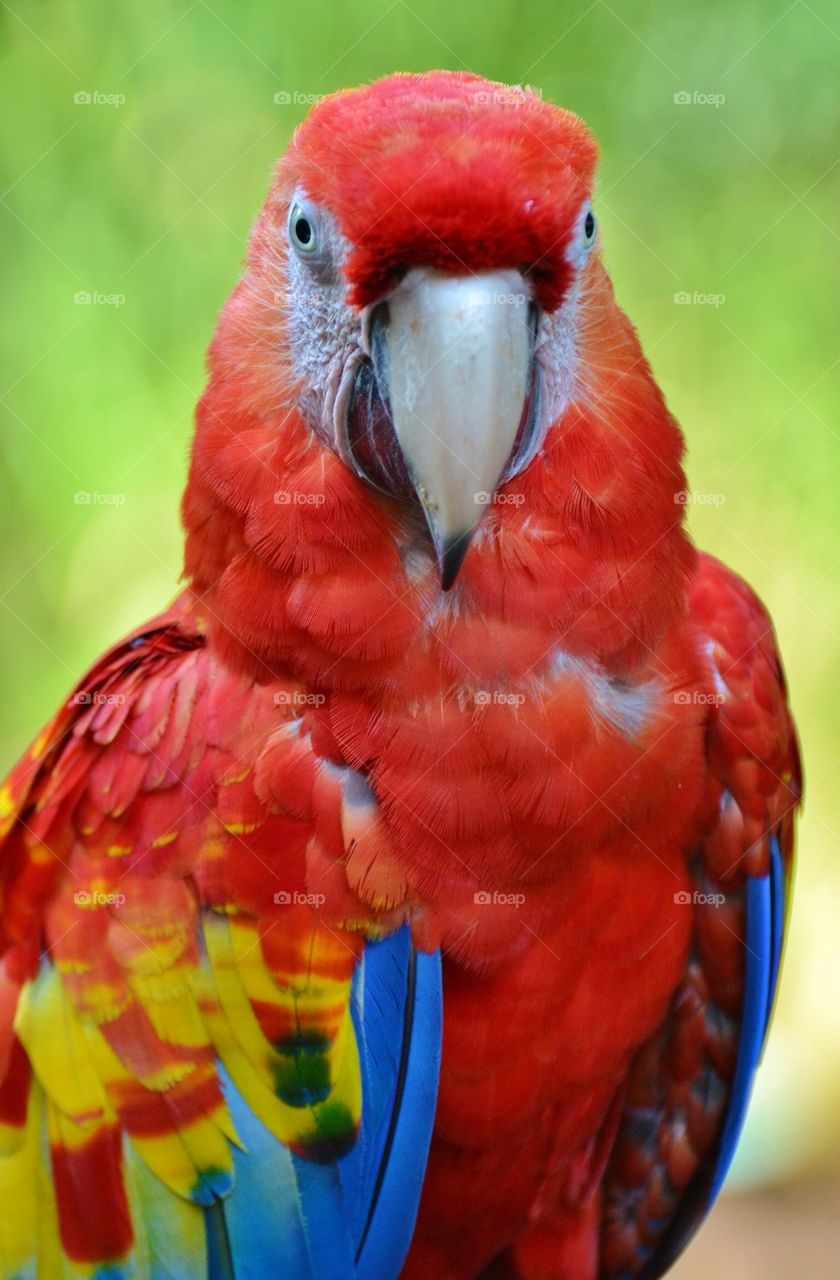 Scarlet Macaw