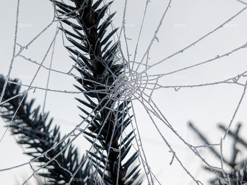 Frosted spiderweb creating a rounded pattern on an evergreen plant. It's a cold and foggy day