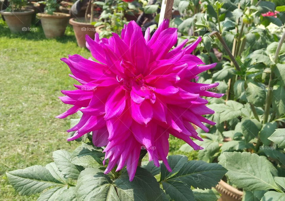 Beautiful flower