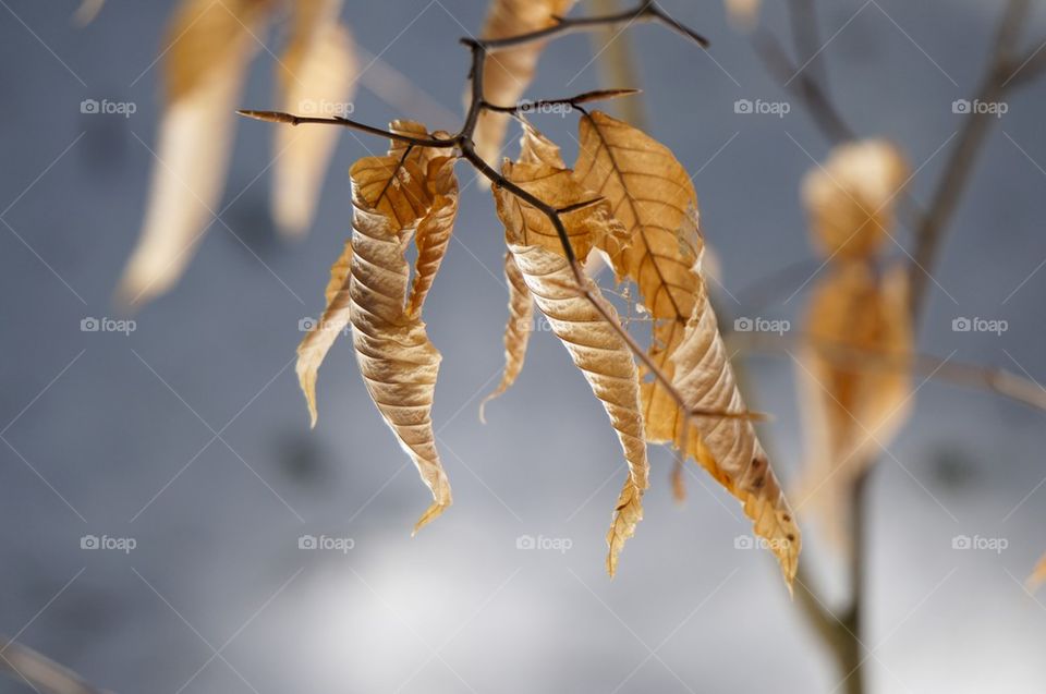 Dry leaves on twig