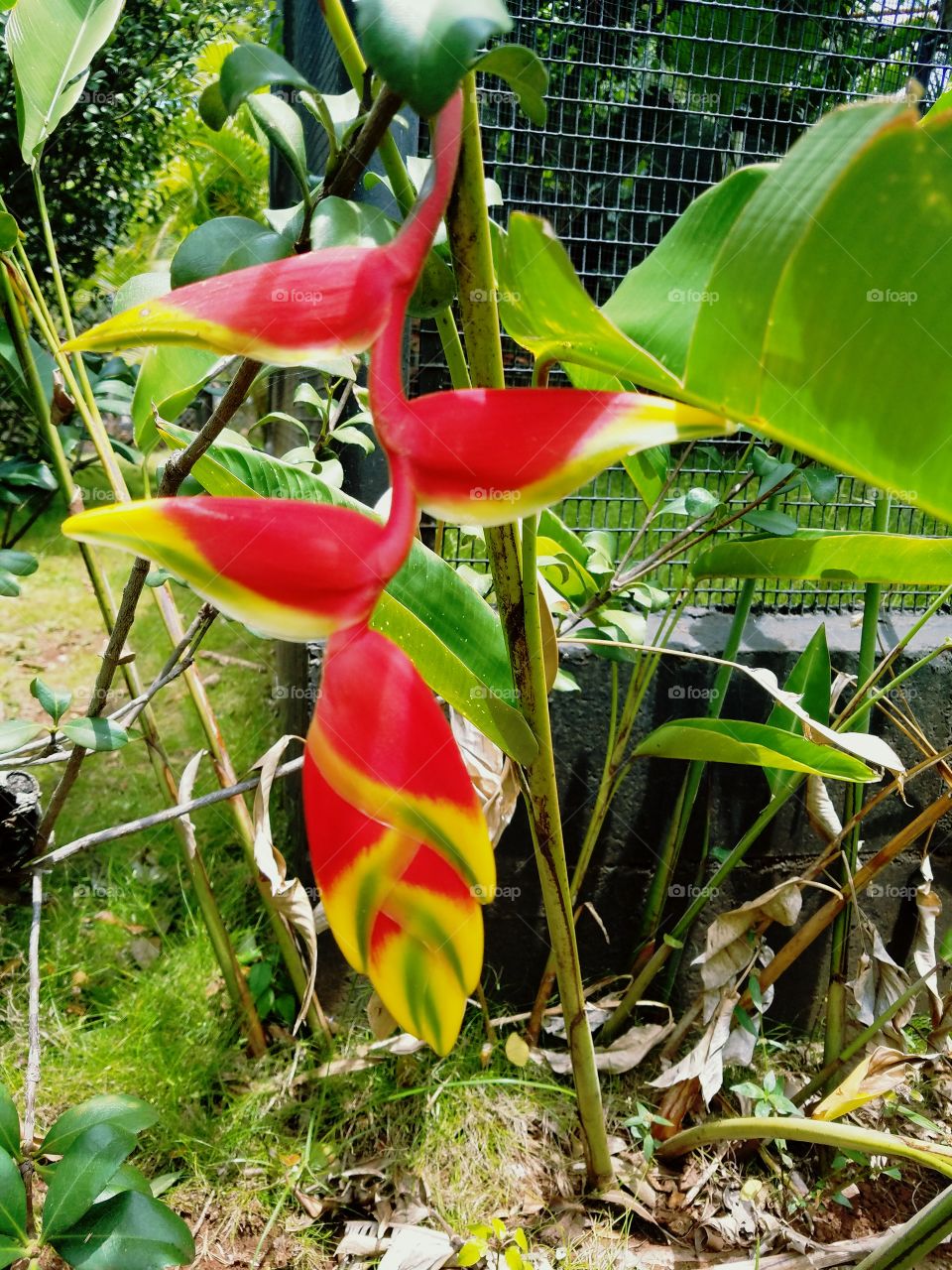 red tropical leaves