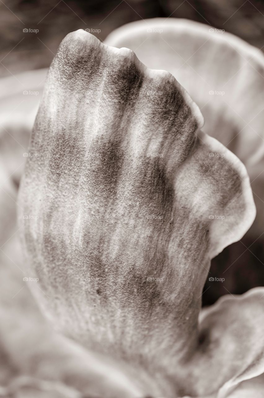 Zoom in on a mushroom bnw 