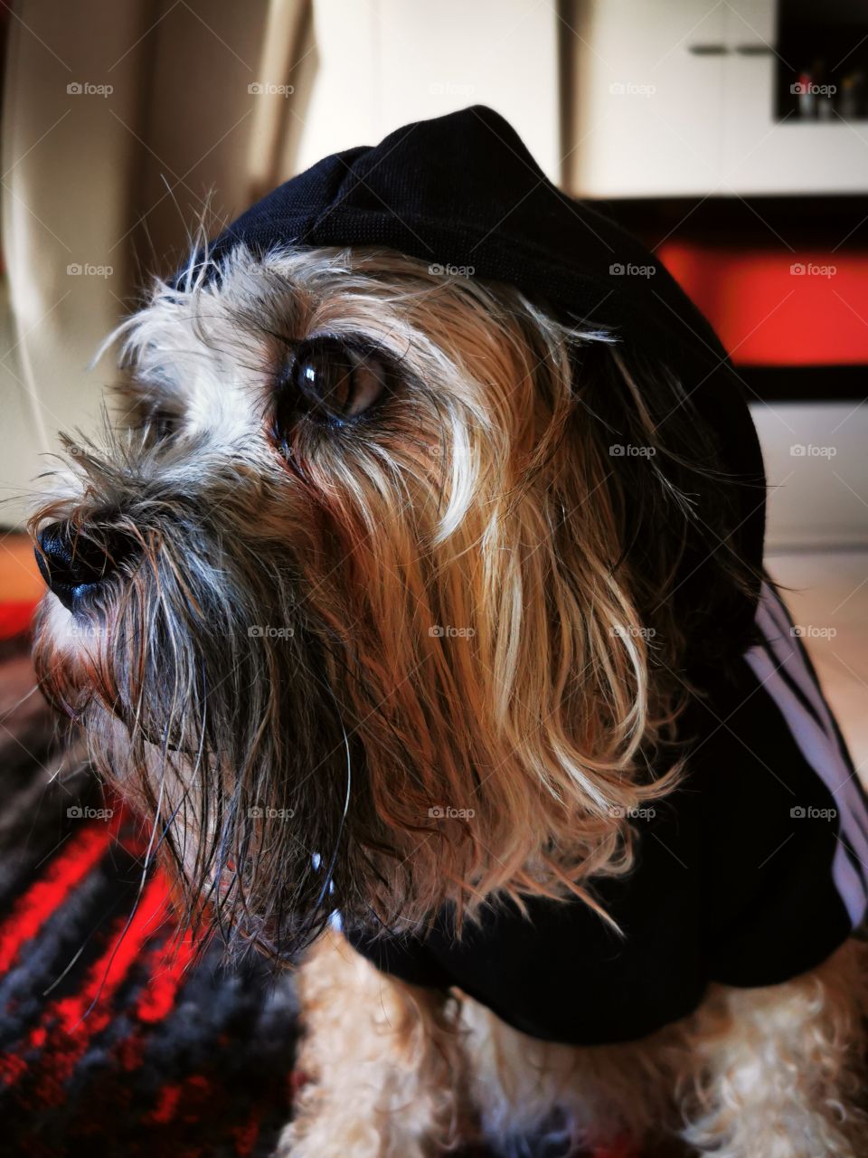 Dog after taking a shower at home