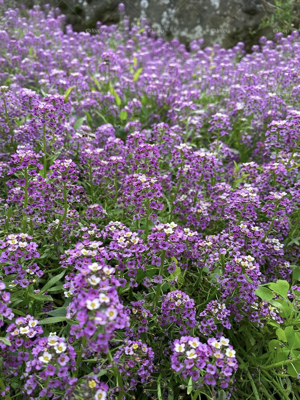 Purple flowers