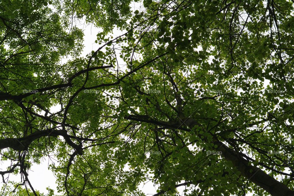 green trees spring nature view from the ground