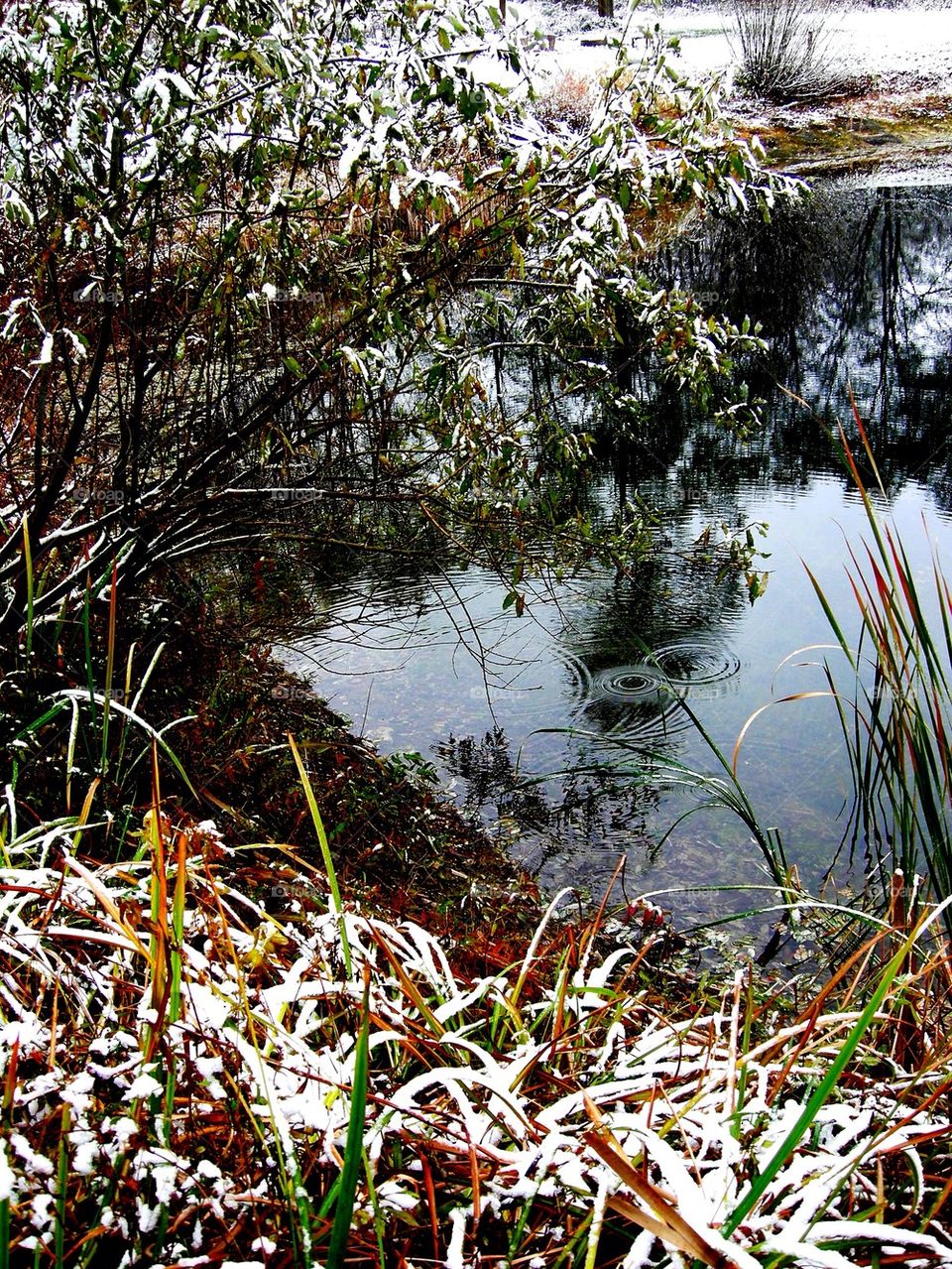Snowy pond
