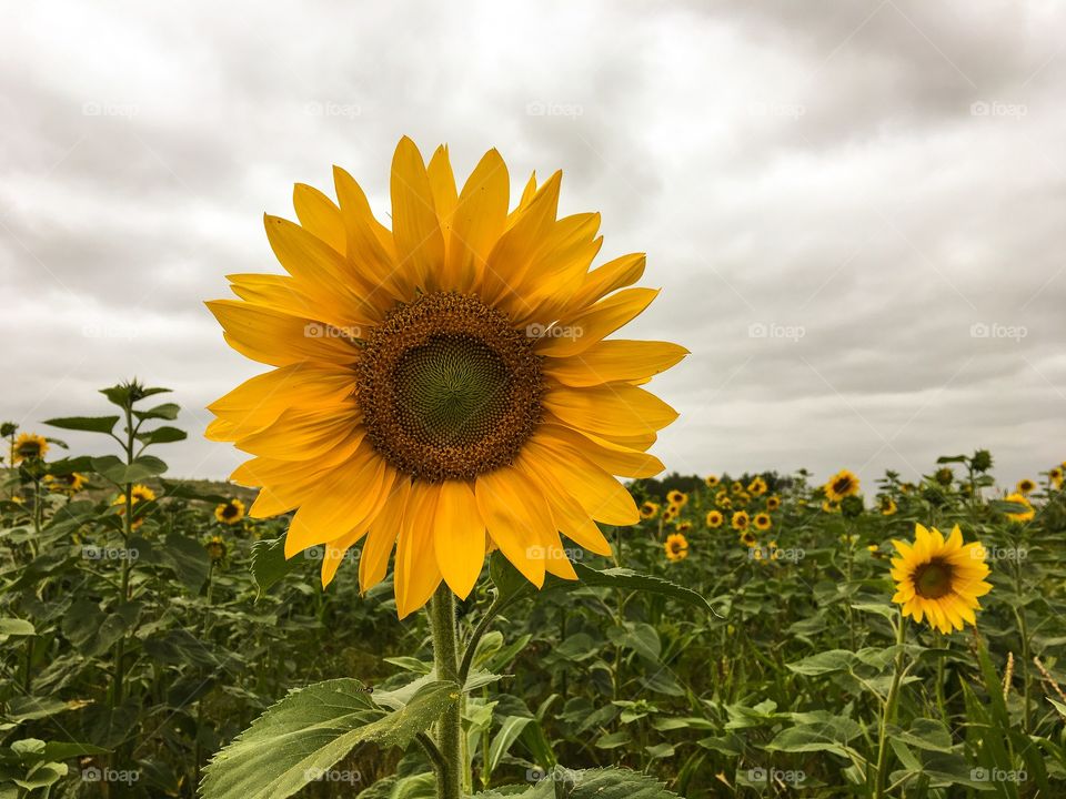 Sunflower, Nature, Summer, Flower, Flora