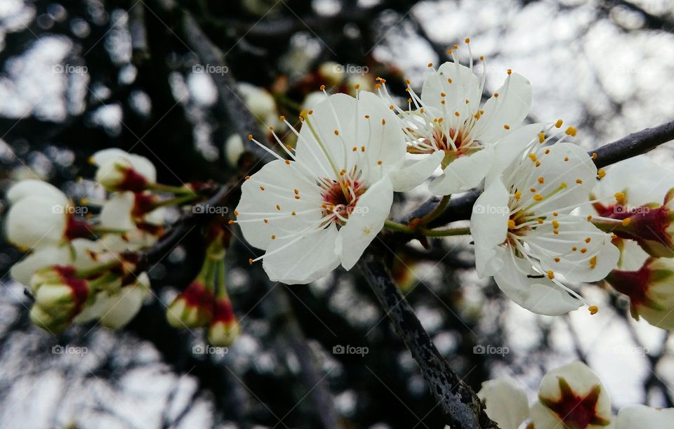 Mexican plum tree blossoms