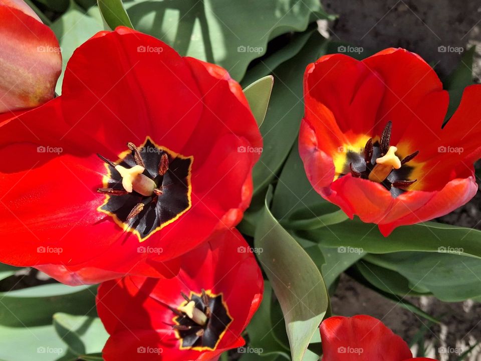 The contrast of complementary colors that can be found in nature, namely in red flowers with green leaves