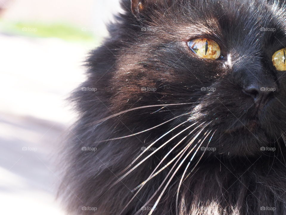 Close up of cataracts on a black cat outside on a sunny day