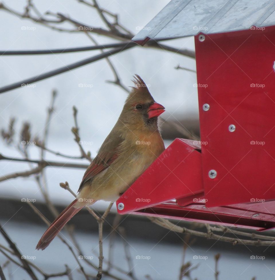 Madame Cardinal 