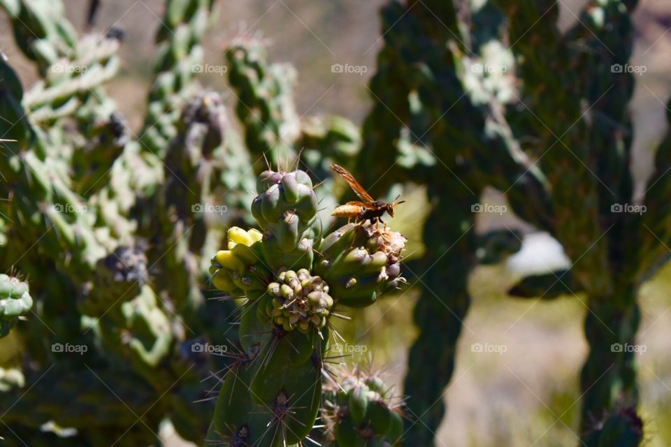 Cactus and Bug