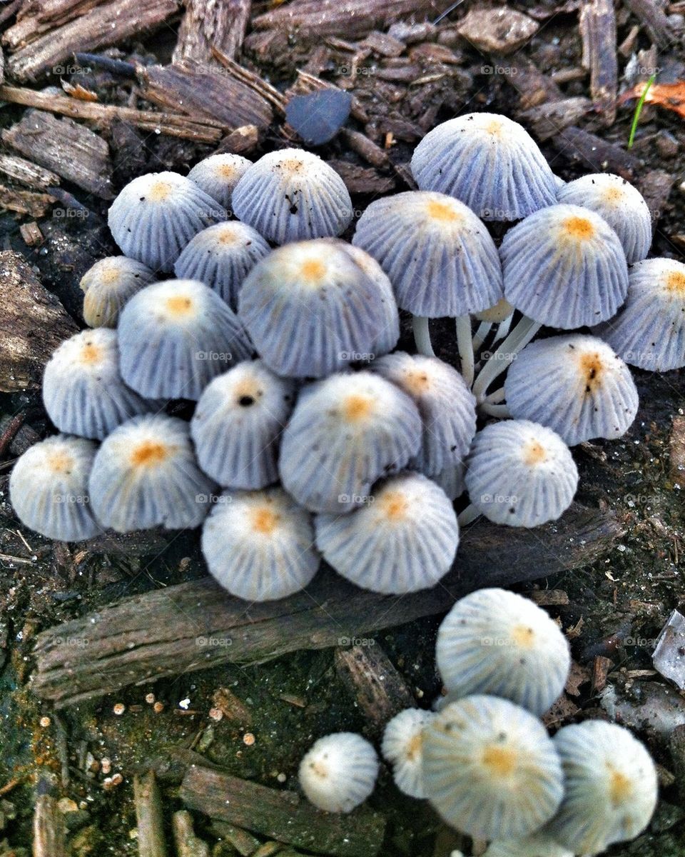 Mushrooms