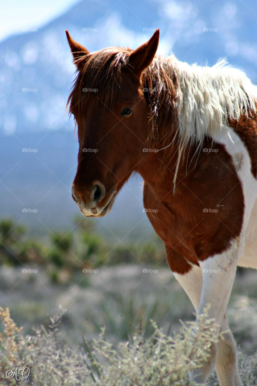 Portrait of horse in field