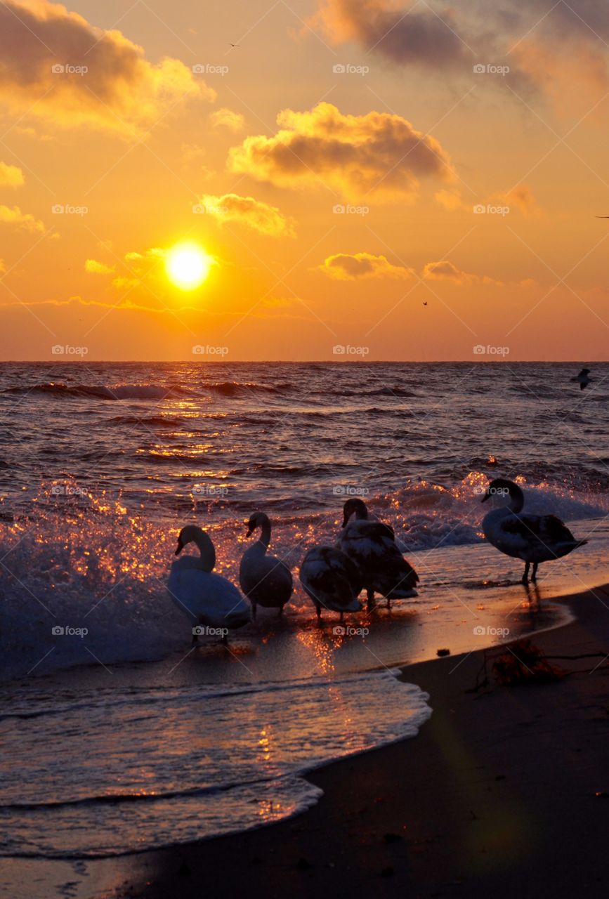 Sunrise and swans