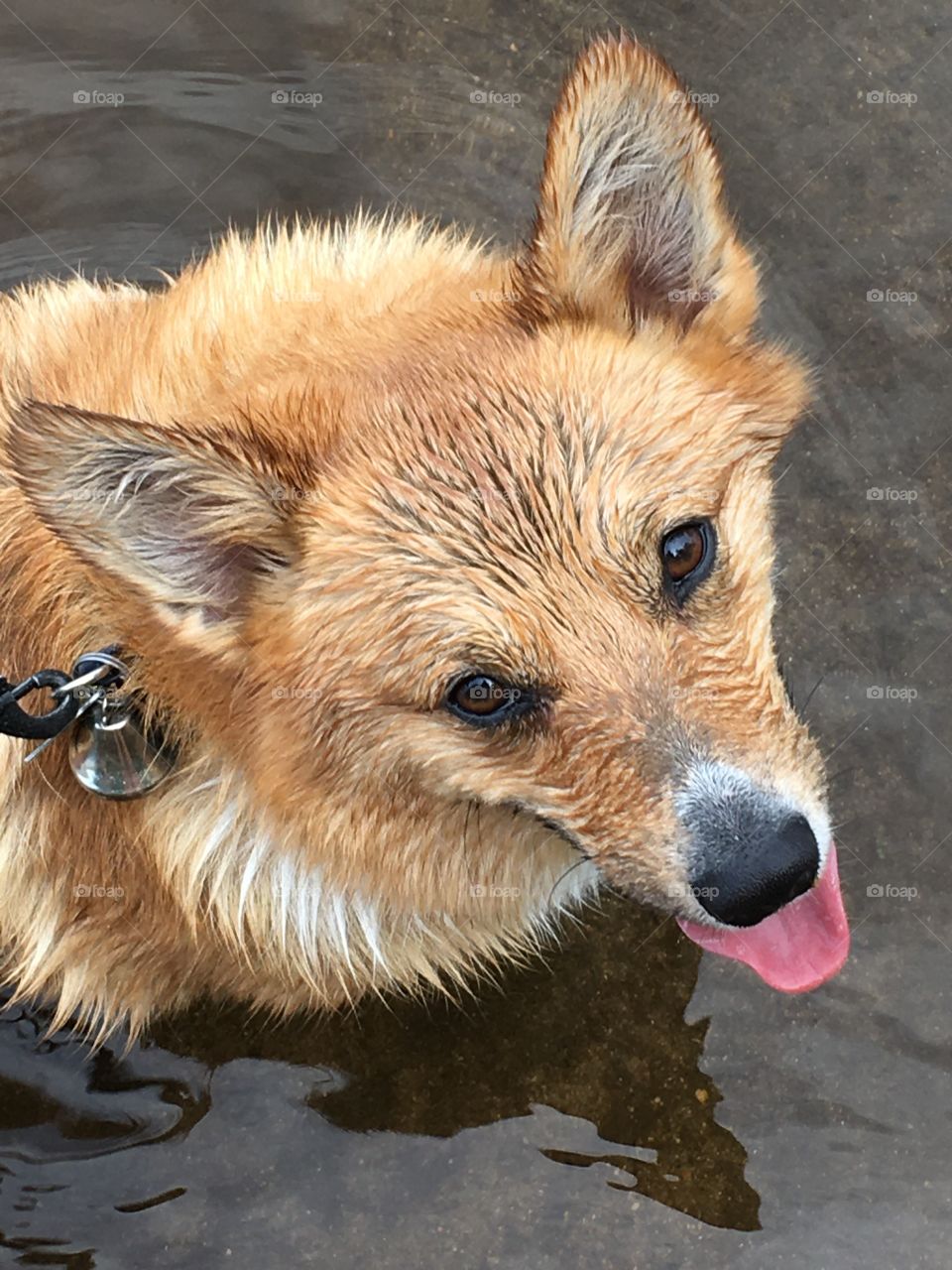 Happy wet dog