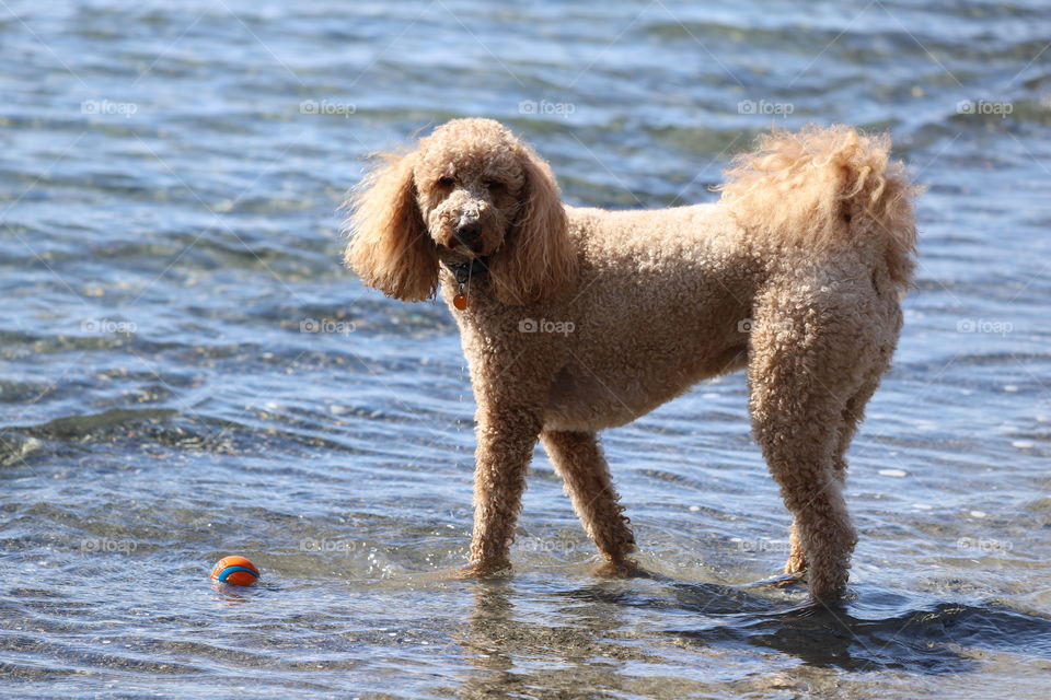 Dog playing with little ball in the water 