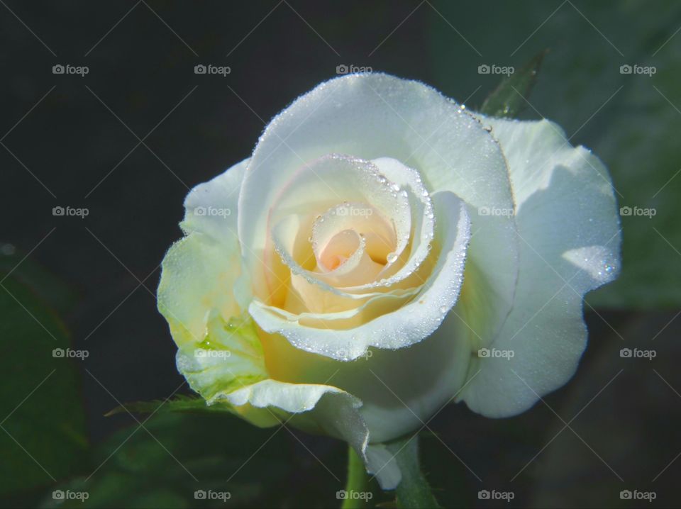 White rose in dark background