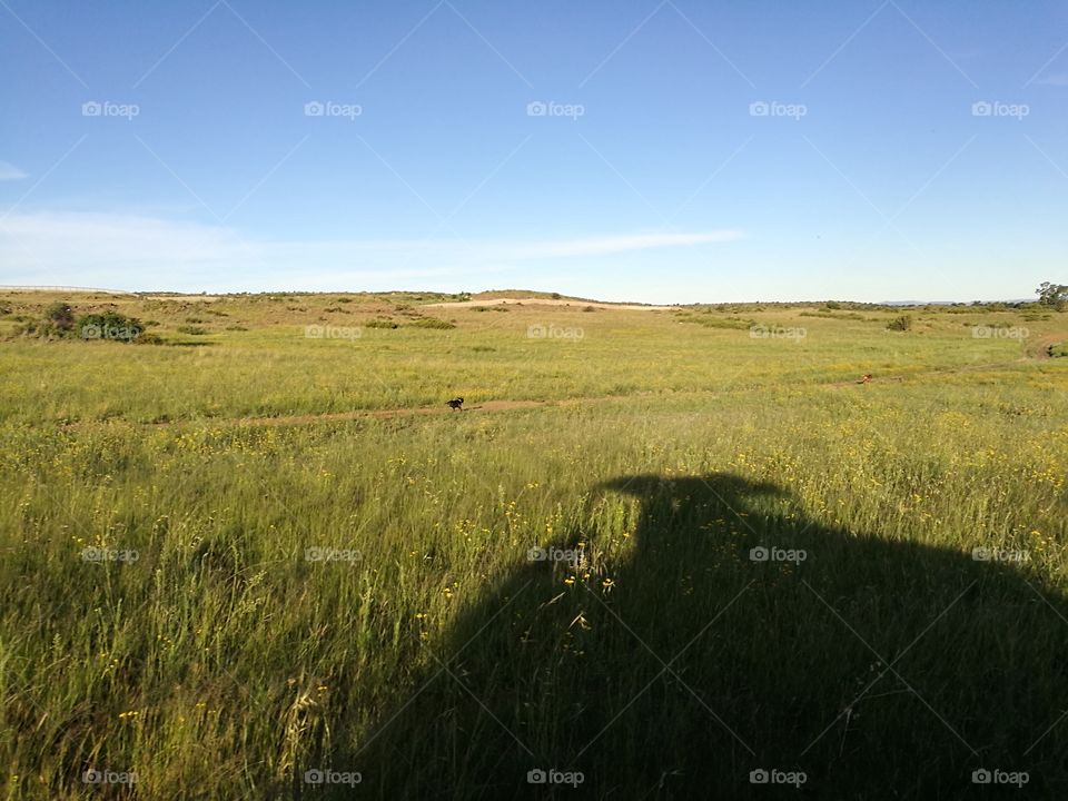 Veld with yellow flowers, central South Africa